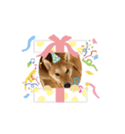 柴犬今日のはち君。（個別スタンプ：13）