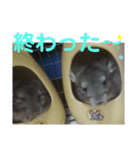 うちのチンチラさん⑥（個別スタンプ：8）