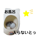 うちのチンチラさん⑥（個別スタンプ：10）