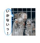 うちのチンチラさん⑥（個別スタンプ：14）