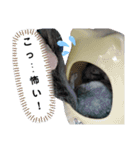 うちのチンチラさん⑥（個別スタンプ：16）