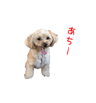 ましゅだよ（個別スタンプ：4）