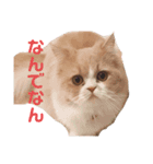 シャロンともっぷの日常なのよん（個別スタンプ：8）