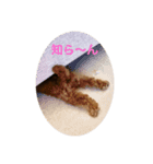 ポン太(仮)（個別スタンプ：2）