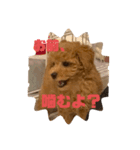 ポン太(仮)（個別スタンプ：3）