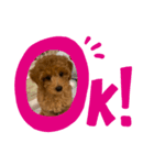 ポン太(仮)（個別スタンプ：4）