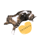 ねこのあっちゃん（個別スタンプ：1）