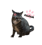 ねこのあっちゃん（個別スタンプ：4）