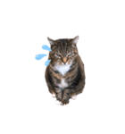 ねこのあっちゃん（個別スタンプ：5）