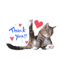 ねこのあっちゃん（個別スタンプ：7）