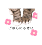 ねこのあっちゃん（個別スタンプ：8）