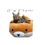 みーちゃん＆テトスタンプ（個別スタンプ：4）