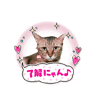 みーちゃん＆テトスタンプ（個別スタンプ：11）