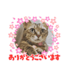 みーちゃん＆テトスタンプ（個別スタンプ：16）