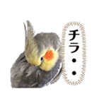 ちろぴーすけぷぅ3（個別スタンプ：8）