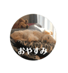 ぷーがいっぱい（個別スタンプ：33）