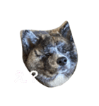 愛犬はじめくん（個別スタンプ：2）