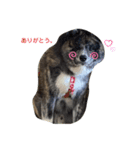 愛犬はじめくん（個別スタンプ：3）