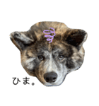愛犬はじめくん（個別スタンプ：4）