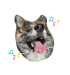 愛犬はじめくん（個別スタンプ：5）