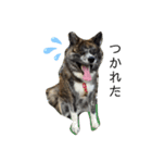 愛犬はじめくん（個別スタンプ：6）
