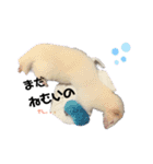 フェレット日和。（個別スタンプ：1）