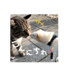フェレット日和。（個別スタンプ：6）