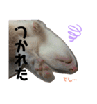 フェレット日和。（個別スタンプ：10）