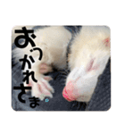 フェレット日和。（個別スタンプ：13）