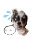 仔犬チワワ（個別スタンプ：2）