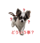 仔犬チワワ（個別スタンプ：3）