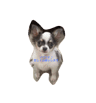 仔犬チワワ（個別スタンプ：4）
