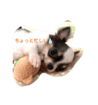 仔犬チワワ（個別スタンプ：5）