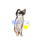 仔犬チワワ（個別スタンプ：6）