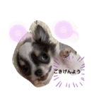 仔犬チワワ（個別スタンプ：7）