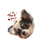 仔犬チワワ（個別スタンプ：8）
