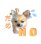 我が家の小さな王様4（個別スタンプ：10）
