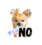 我が家の小さな王様4（個別スタンプ：14）