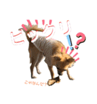 我が家の小さな王様4（個別スタンプ：18）