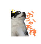 犬 チワワ るん（個別スタンプ：1）