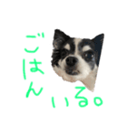 犬 チワワ るん（個別スタンプ：2）