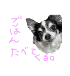 犬 チワワ るん（個別スタンプ：3）