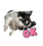 犬 チワワ るん（個別スタンプ：4）