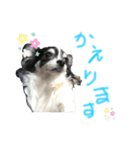 犬 チワワ るん（個別スタンプ：5）