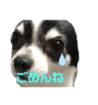 犬 チワワ るん（個別スタンプ：7）