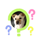 愛犬(コロン)のスタンプ（個別スタンプ：1）