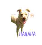 愛犬(コロン)のスタンプ（個別スタンプ：2）