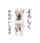 愛犬(コロン)のスタンプ（個別スタンプ：3）