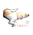 愛犬(コロン)のスタンプ（個別スタンプ：4）