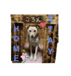 愛犬(コロン)のスタンプ（個別スタンプ：5）